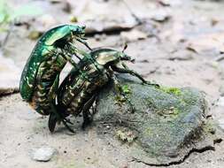 Image of Scarab beetle