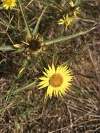 Image of Carlina racemosa L.