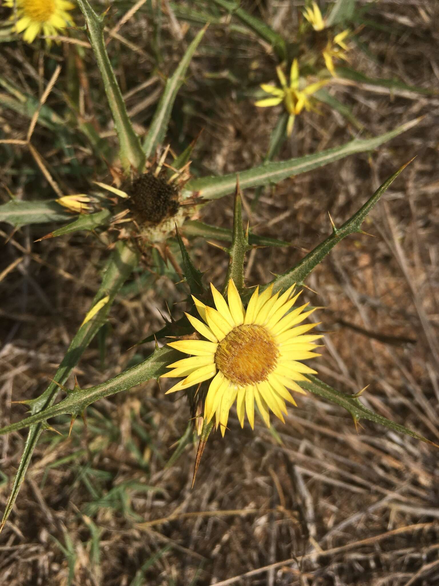 Image of Carlina racemosa L.