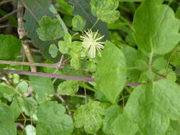 Imagem de Clematis pauciflora Nutt. ex Torr. & Gray