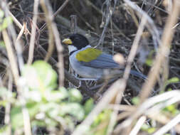 Image of Golden-winged Sparrow