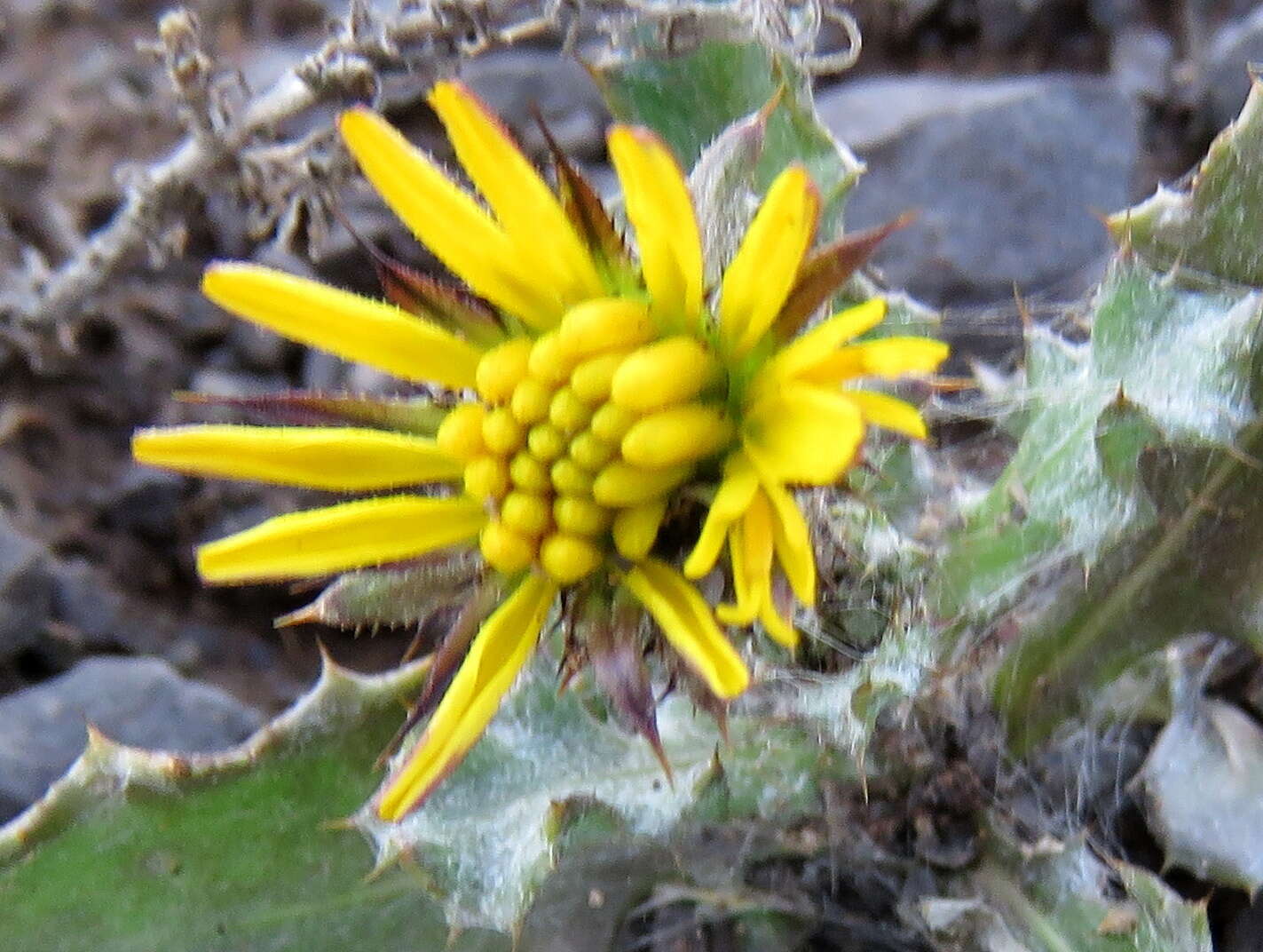 صورة Cuspidia cernua subsp. annua (Less.) Rössl.