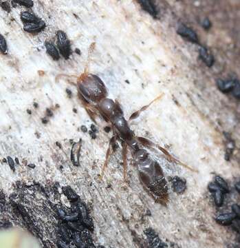 Image of Ant