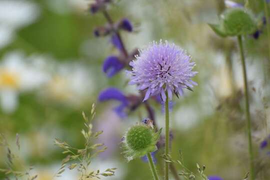 Слика од Knautia arvensis (L.) Coulter