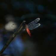 Plancia ëd Lyriothemis acigastra (Selys 1878)