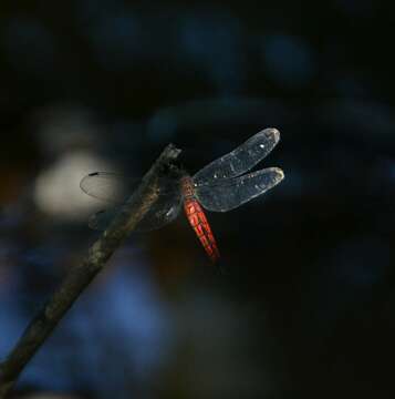 Image of little bloodtail