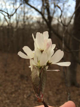 Imagem de Amelanchier arborea (Michx. fil.) Fern.