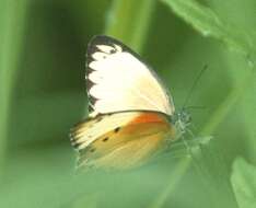 Слика од Belenois thysa (Hopffer 1855)