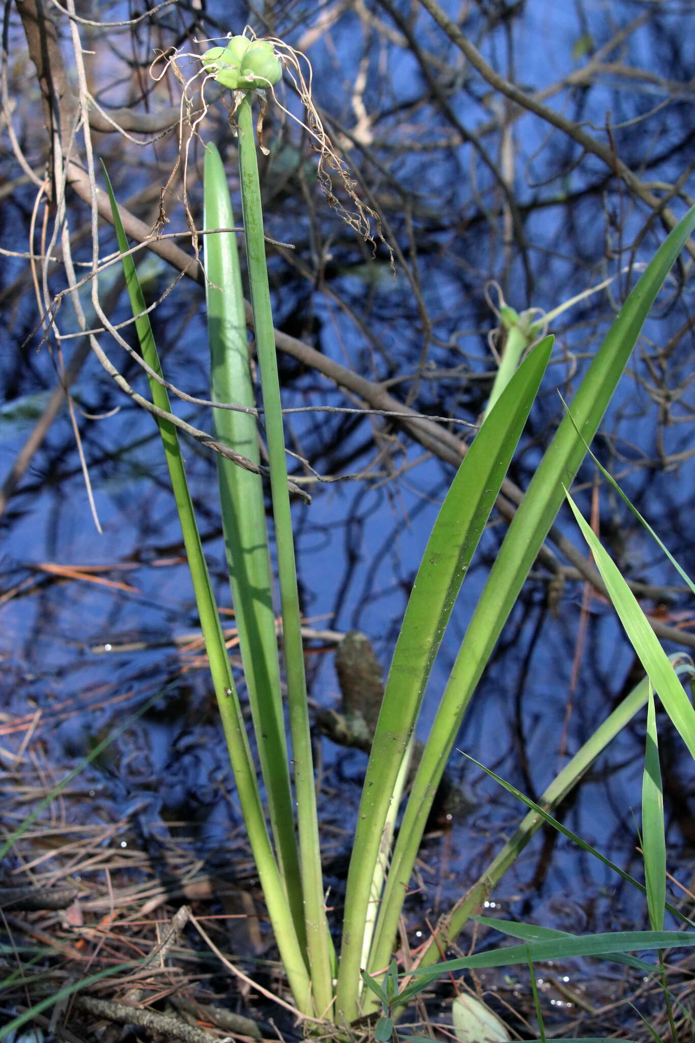 Image of Choctaw spiderlily