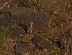 Image of White-eyed Buzzard