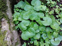 Image of Asarum europaeum subsp. europaeum