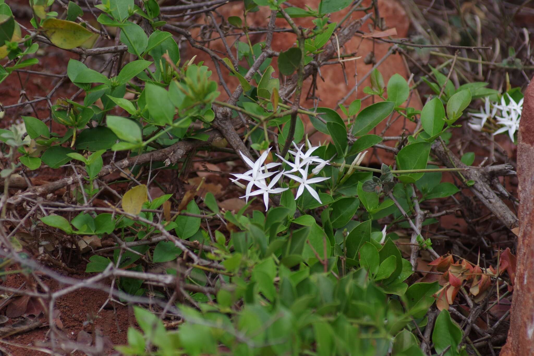 Image de Carissa edulis (Forssk.) Vahl