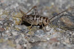 Image of Gryllomorpha (Gryllomorphella) uclensis Pantel 1890