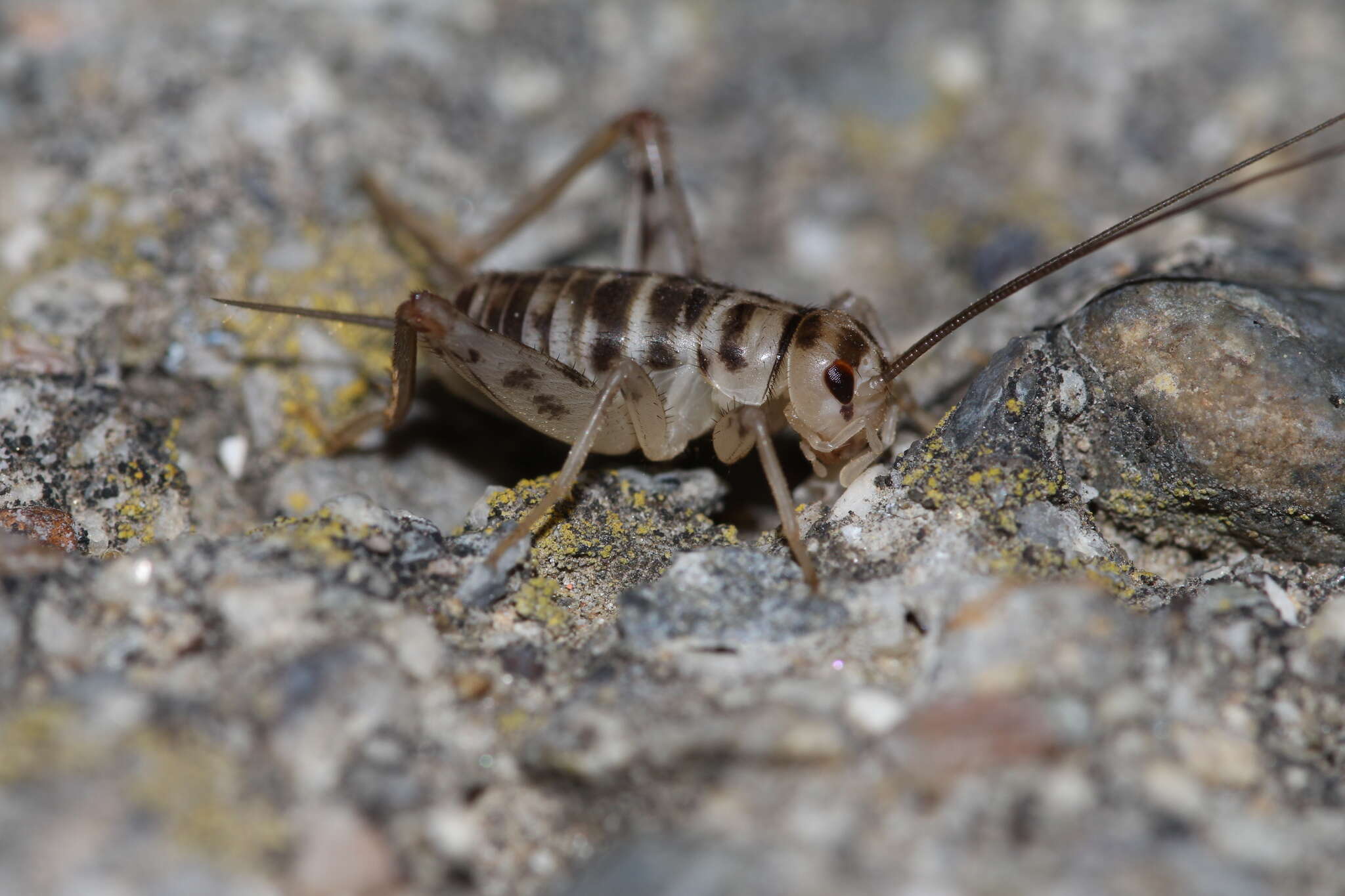 Image of Gryllomorpha (Gryllomorphella) uclensis Pantel 1890