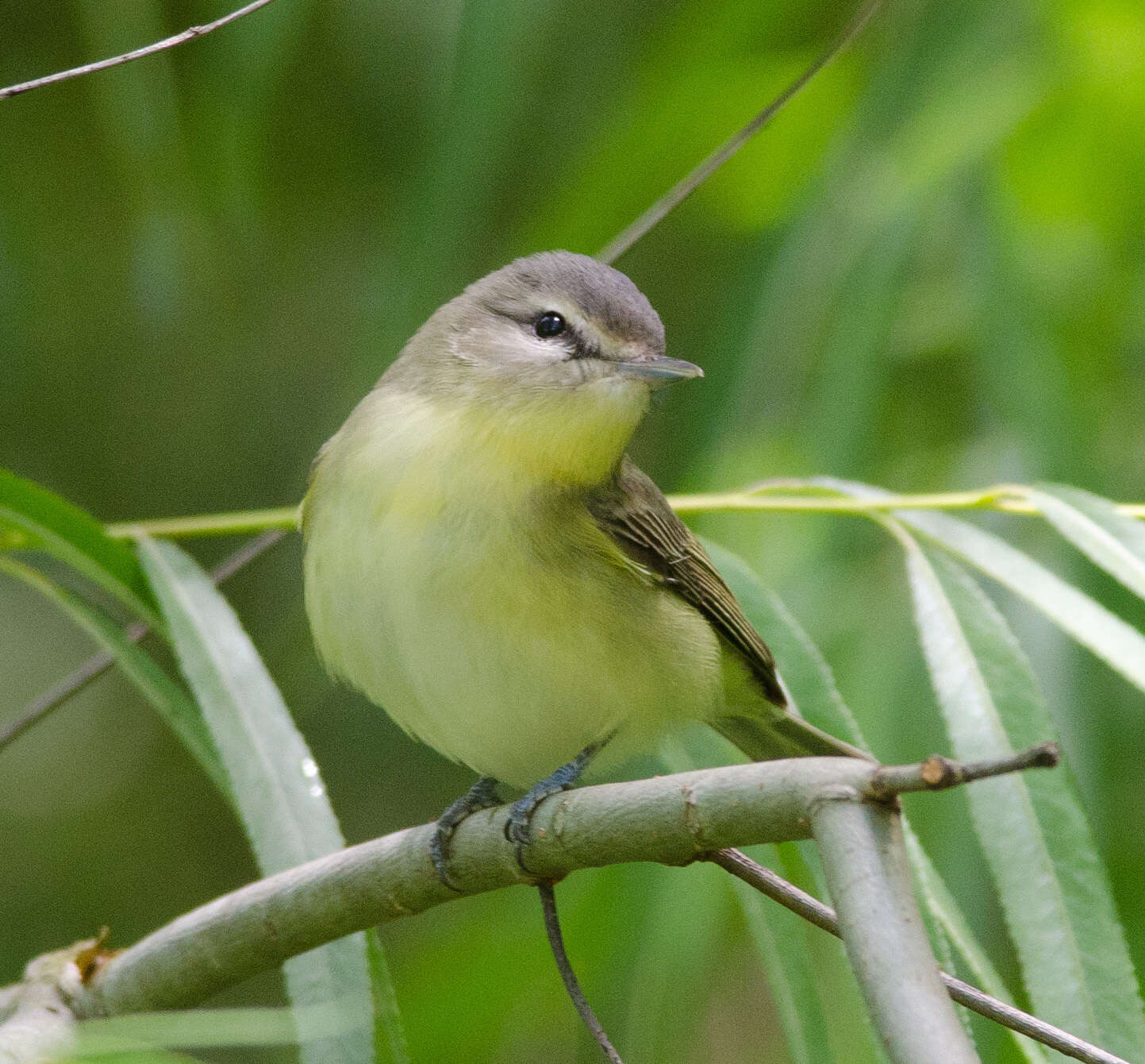 Image of Philadelphia Vireo