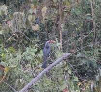 Image of Malabar Grey Hornbill