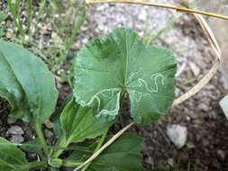 Imagem de Calycomyza malvae Burgess 1880