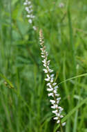 Image of white colicroot