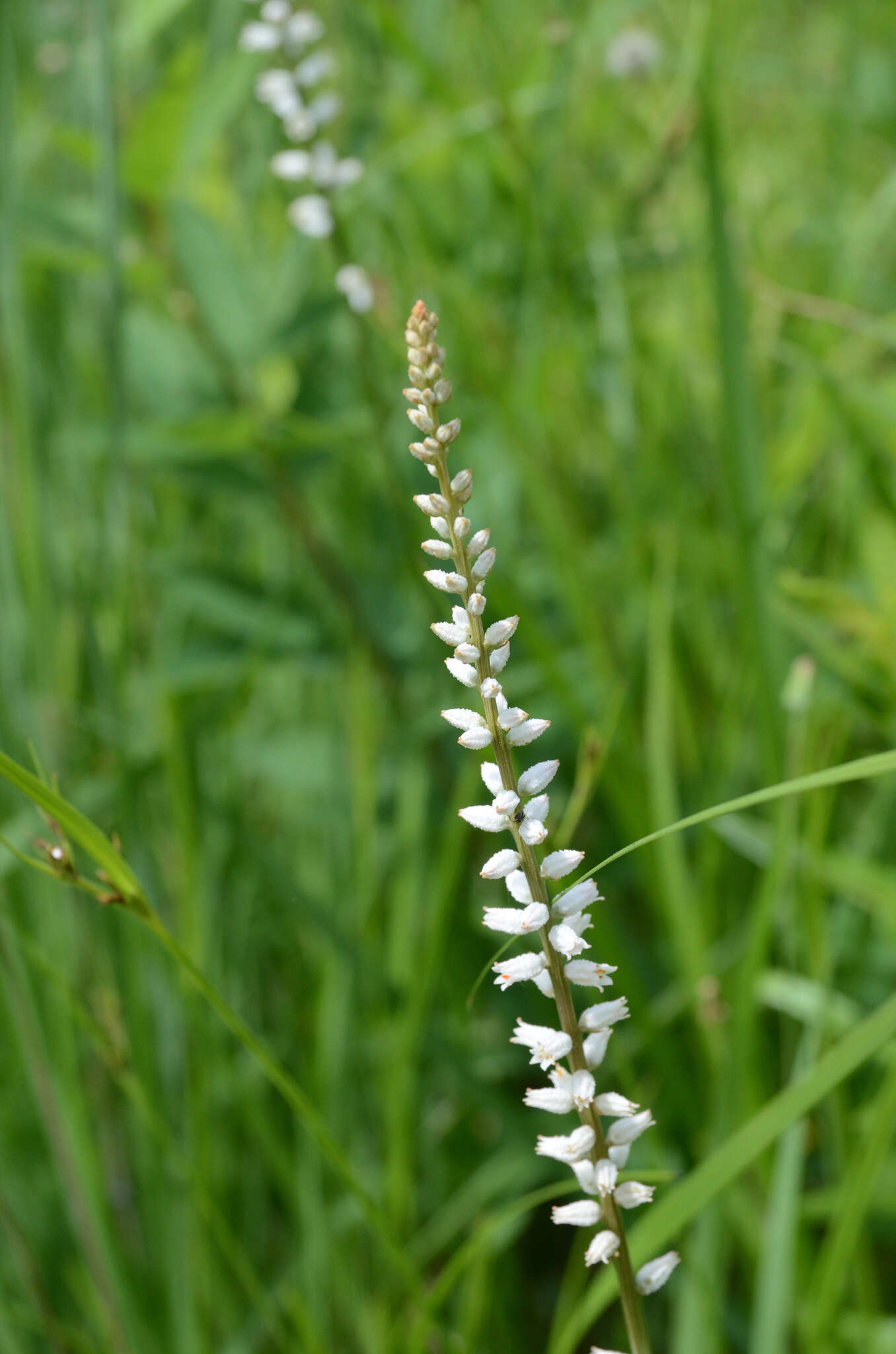 Sivun Aletris farinosa L. kuva