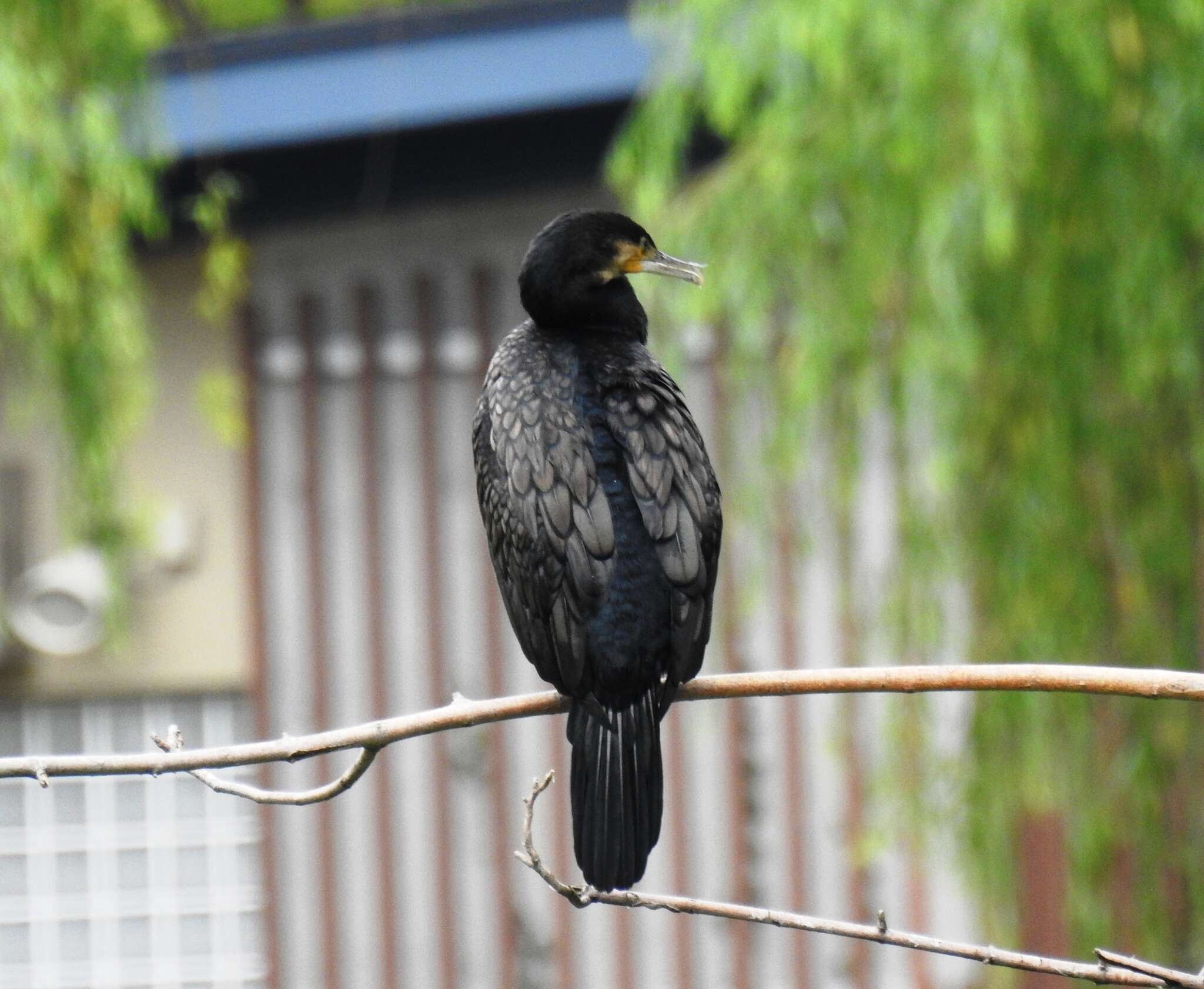 Image of Phalacrocorax carbo hanedae Kuroda & Nagamichi 1925