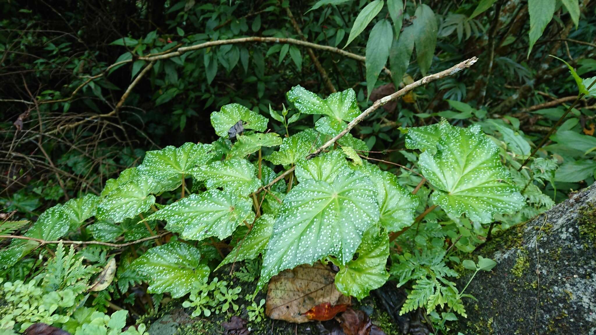 Image of Begonia formosana (Hayata) Masam.