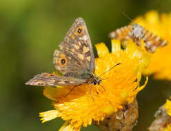 Image of Oreixenica orichora Meyrick 1885