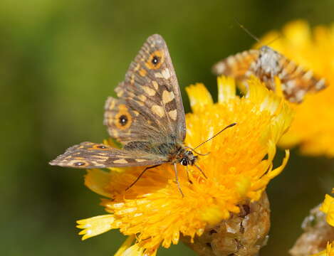 Imagem de Oreixenica orichora Meyrick 1885