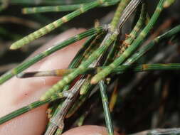 Image of Allocasuarina campestris (Diels) L. Johnson