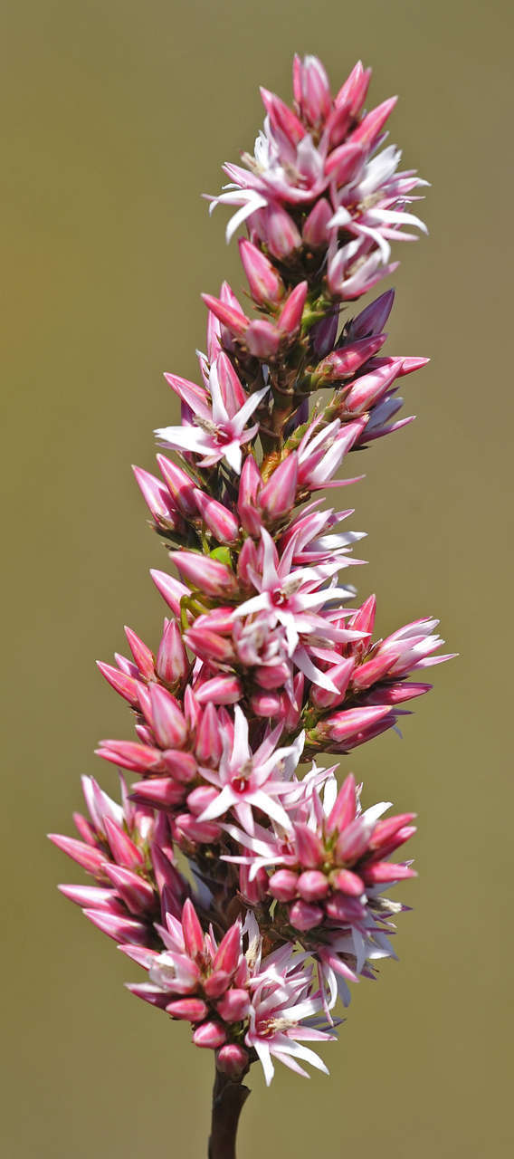 Image of Sprengelia incarnata Sm.