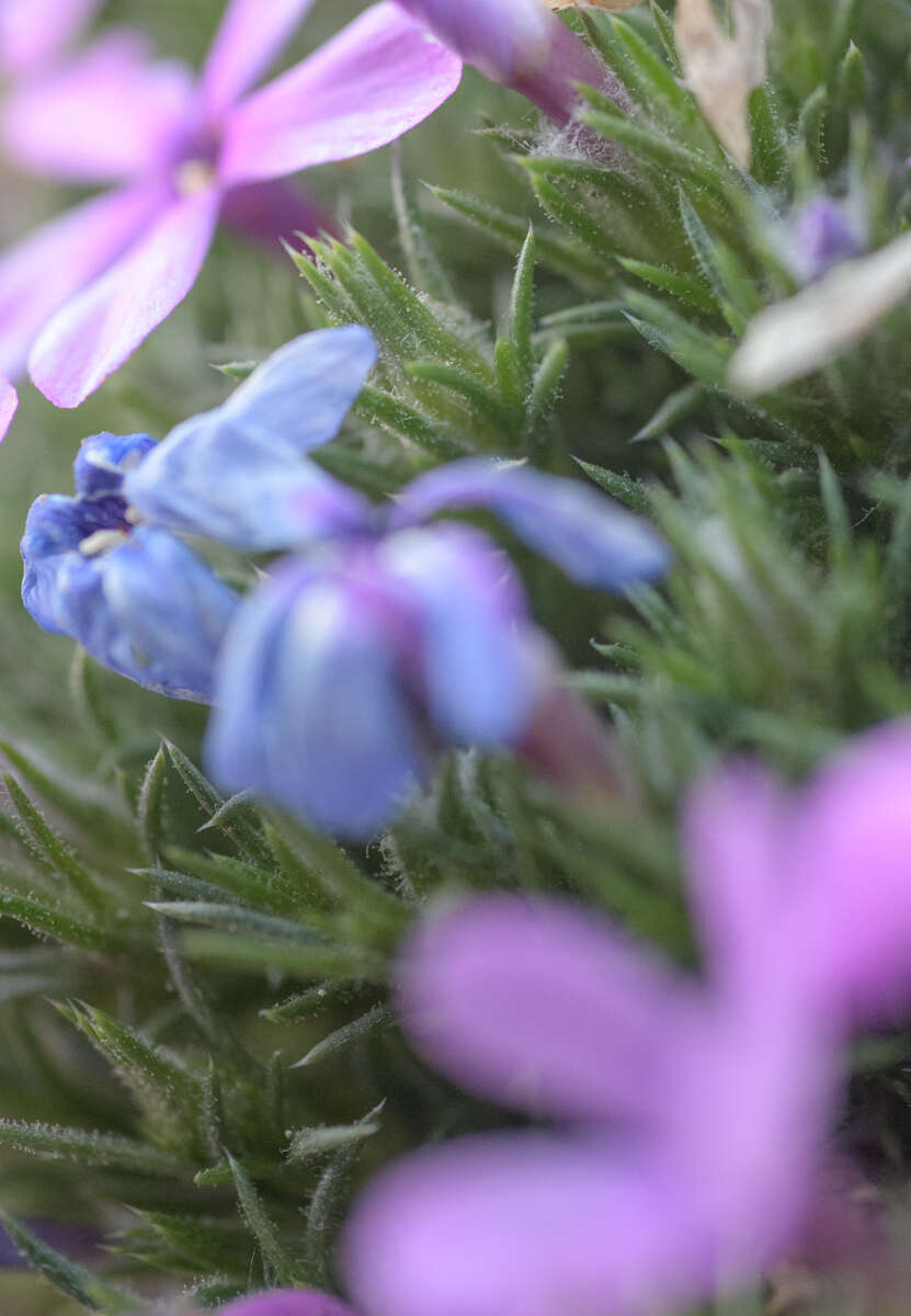 Image of Phlox caespitosa subsp. caespitosa