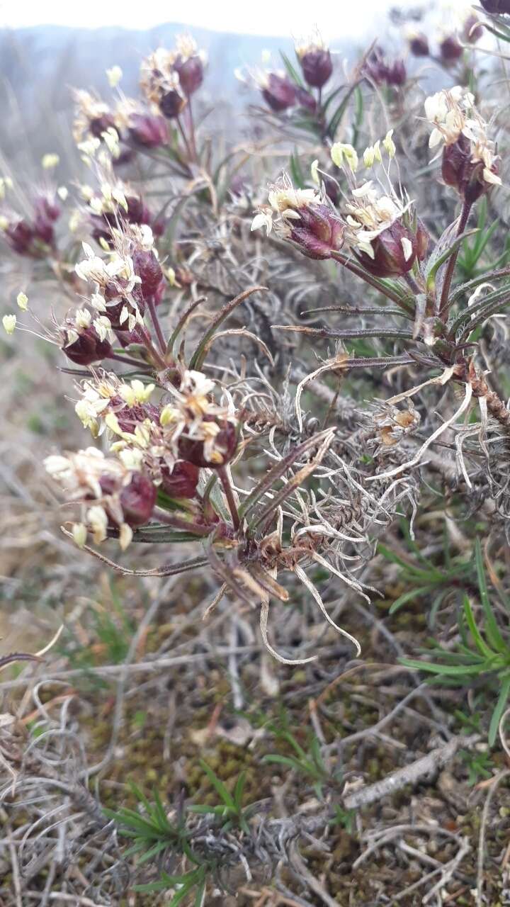 Image of Shrubby Plantain