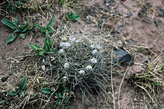 صورة Echinopsis haematantha (Speg.) D. R. Hunt