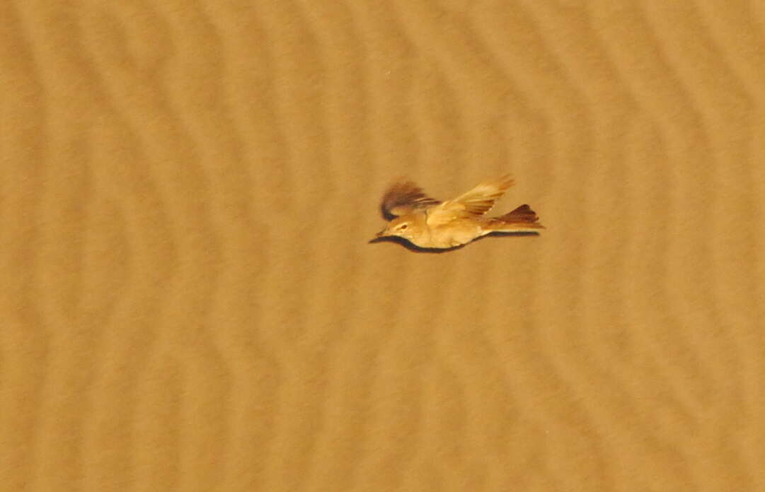 Image of Gray-bellied Shrike-Tyrant