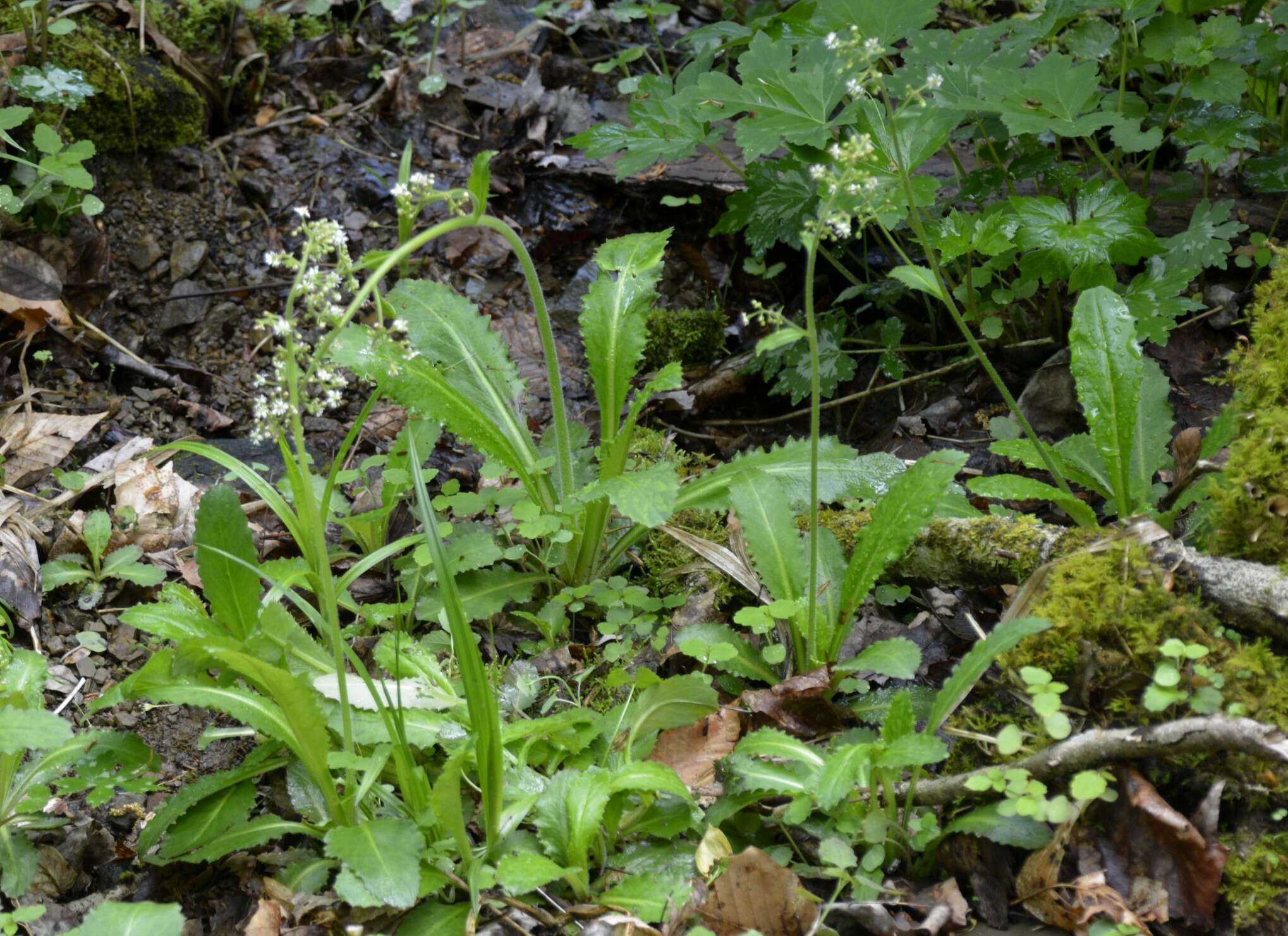 Image of Lettuce-Leaf Pseudosaxifrage