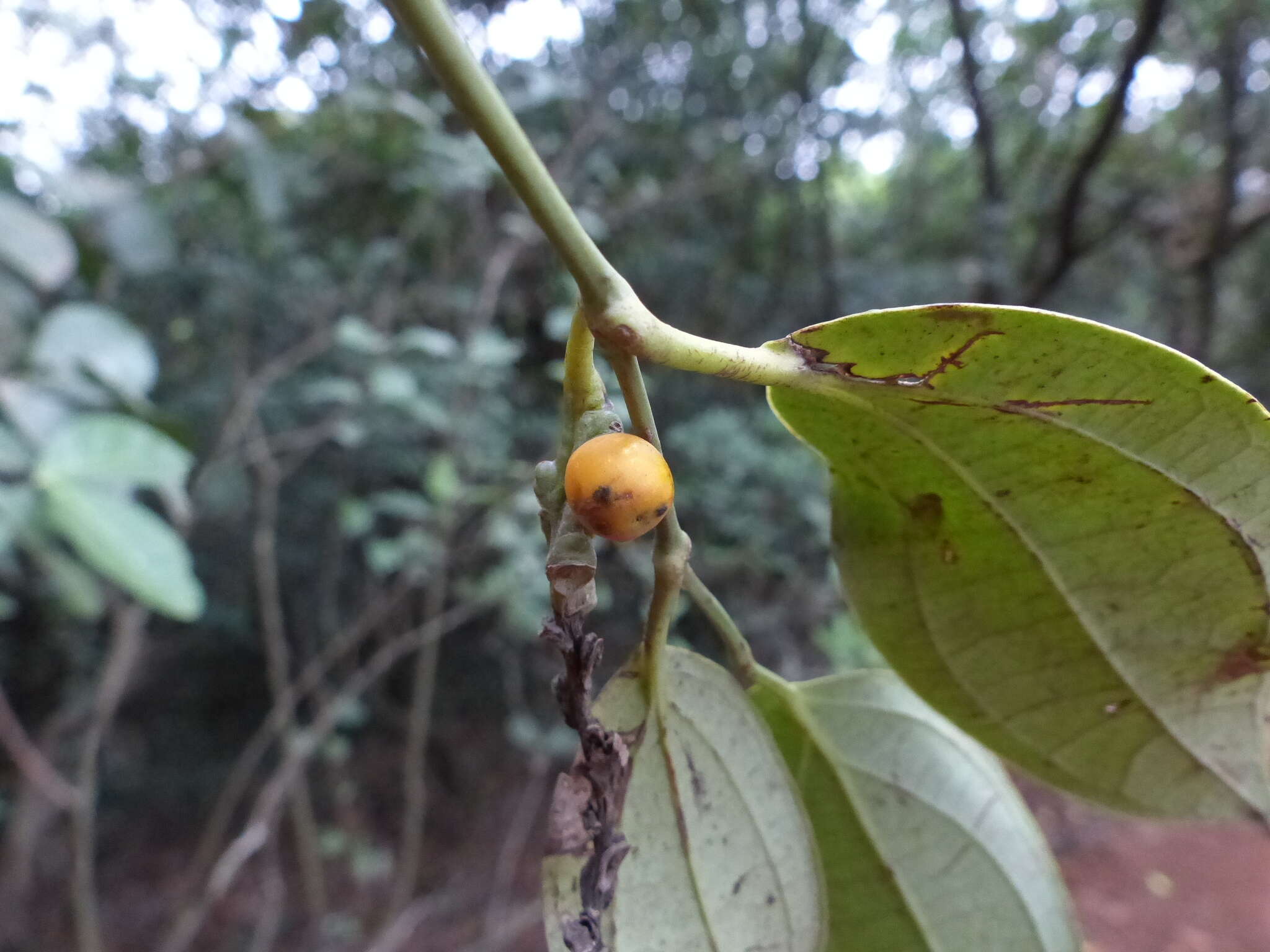 Image of Piper dravidii