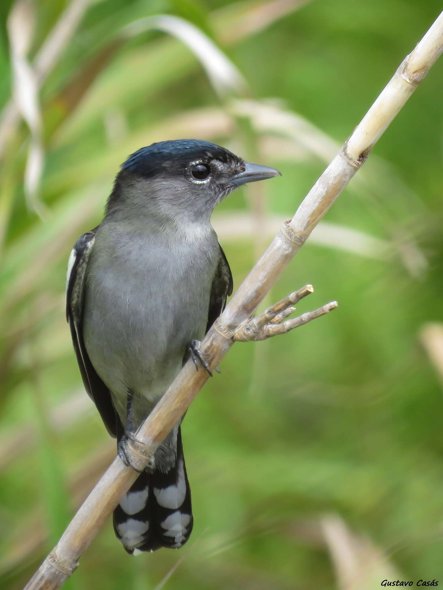 Pachyramphus polychopterus (Vieillot 1818) resmi