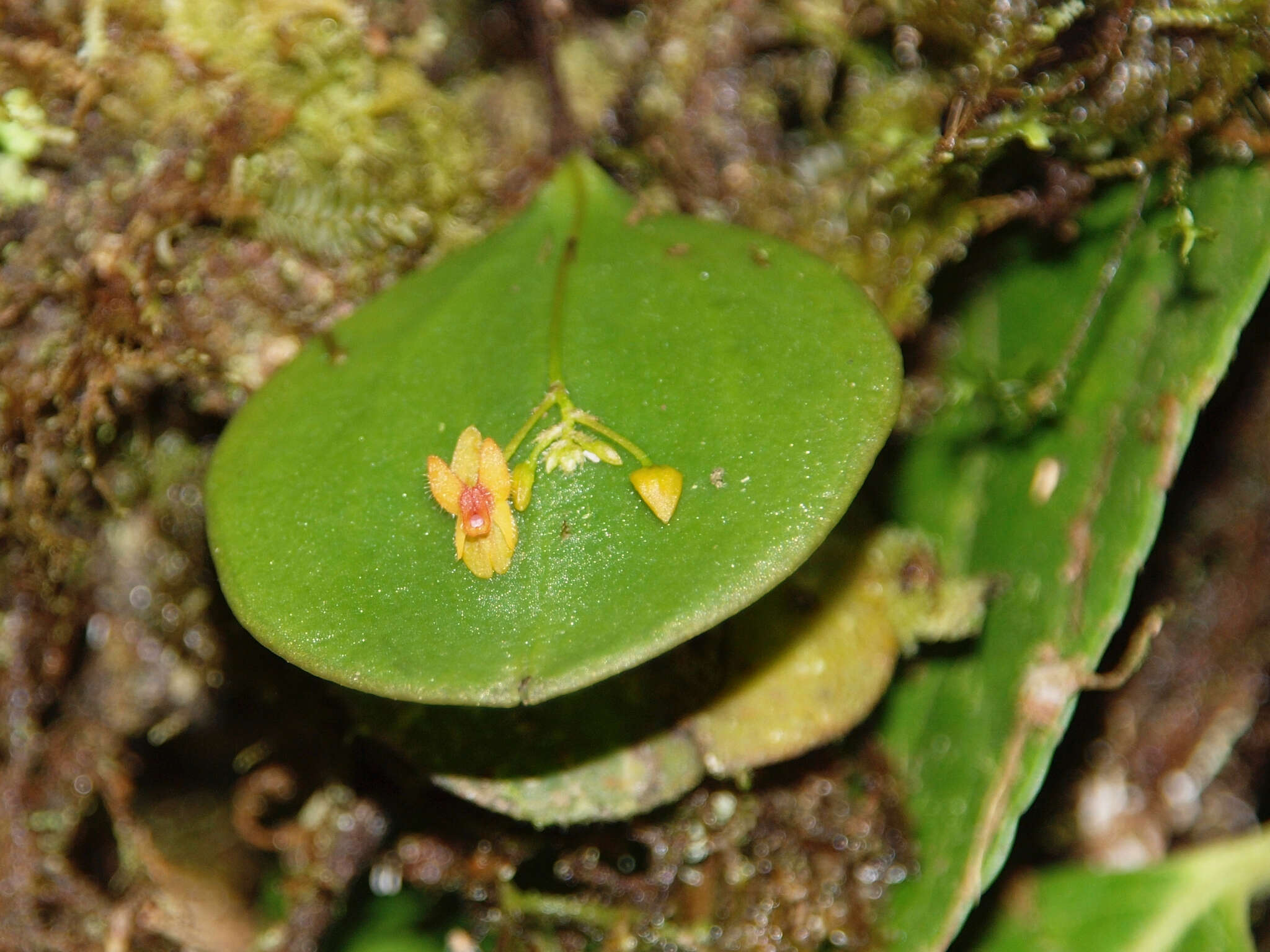 Image of Lepanthes pecunialis Luer & Hirtz