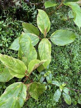 Image of Hawai'i false nettle