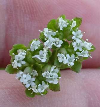 Image of beaked cornsalad