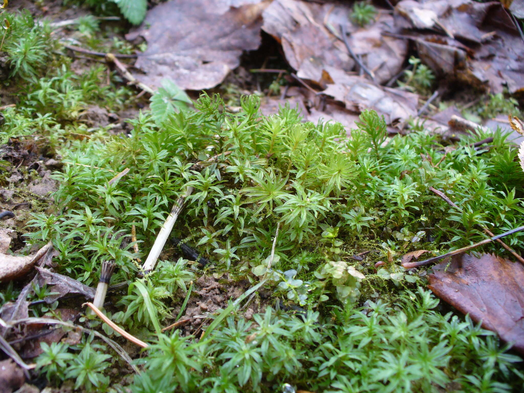 Image of undulate atrichum moss