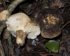 صورة Lactifluus sepiaceus (McNabb) Stubbe 2012