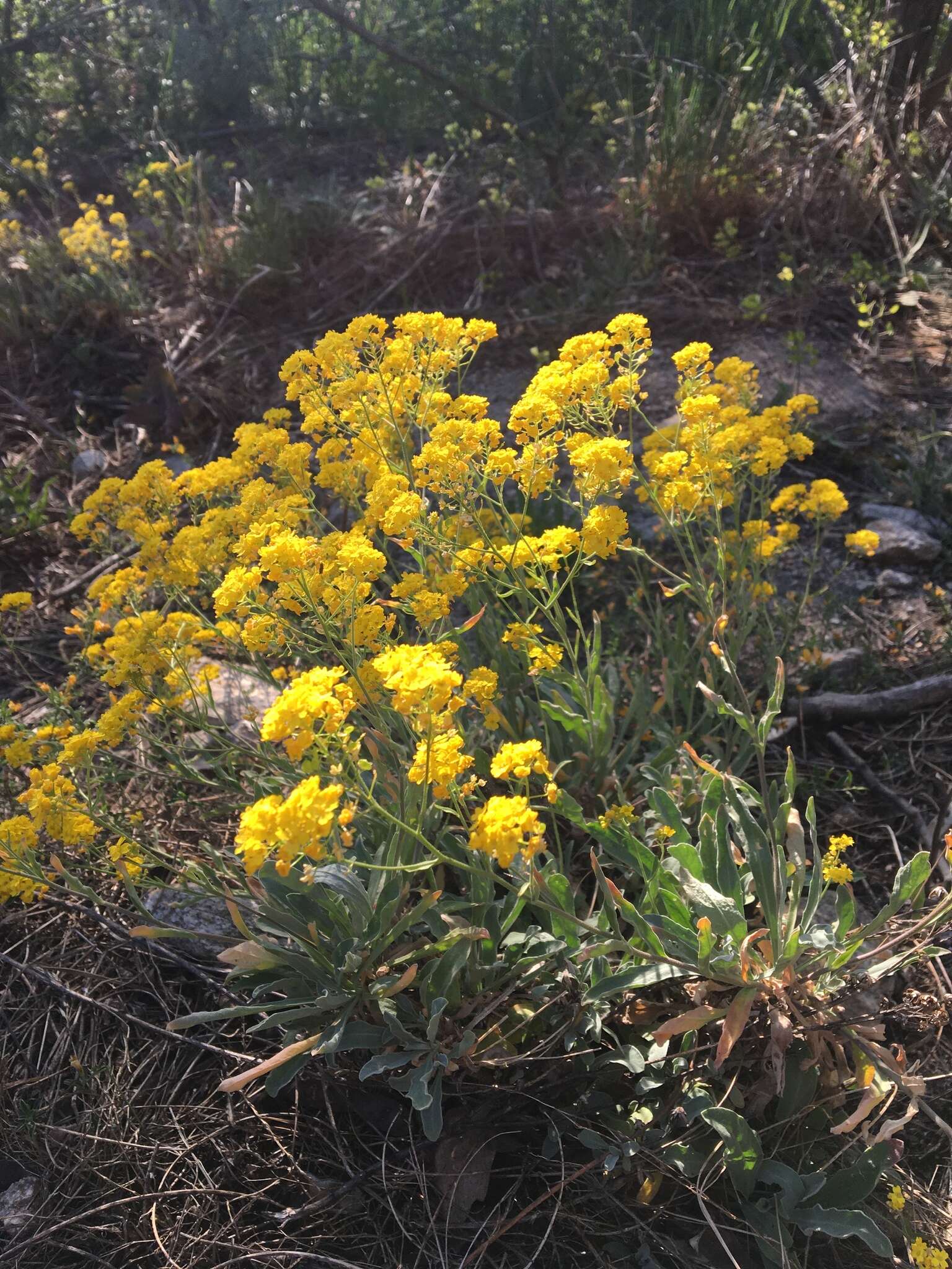 Image of Basket of Gold