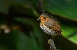 Image of Ochre-breasted Antpitta