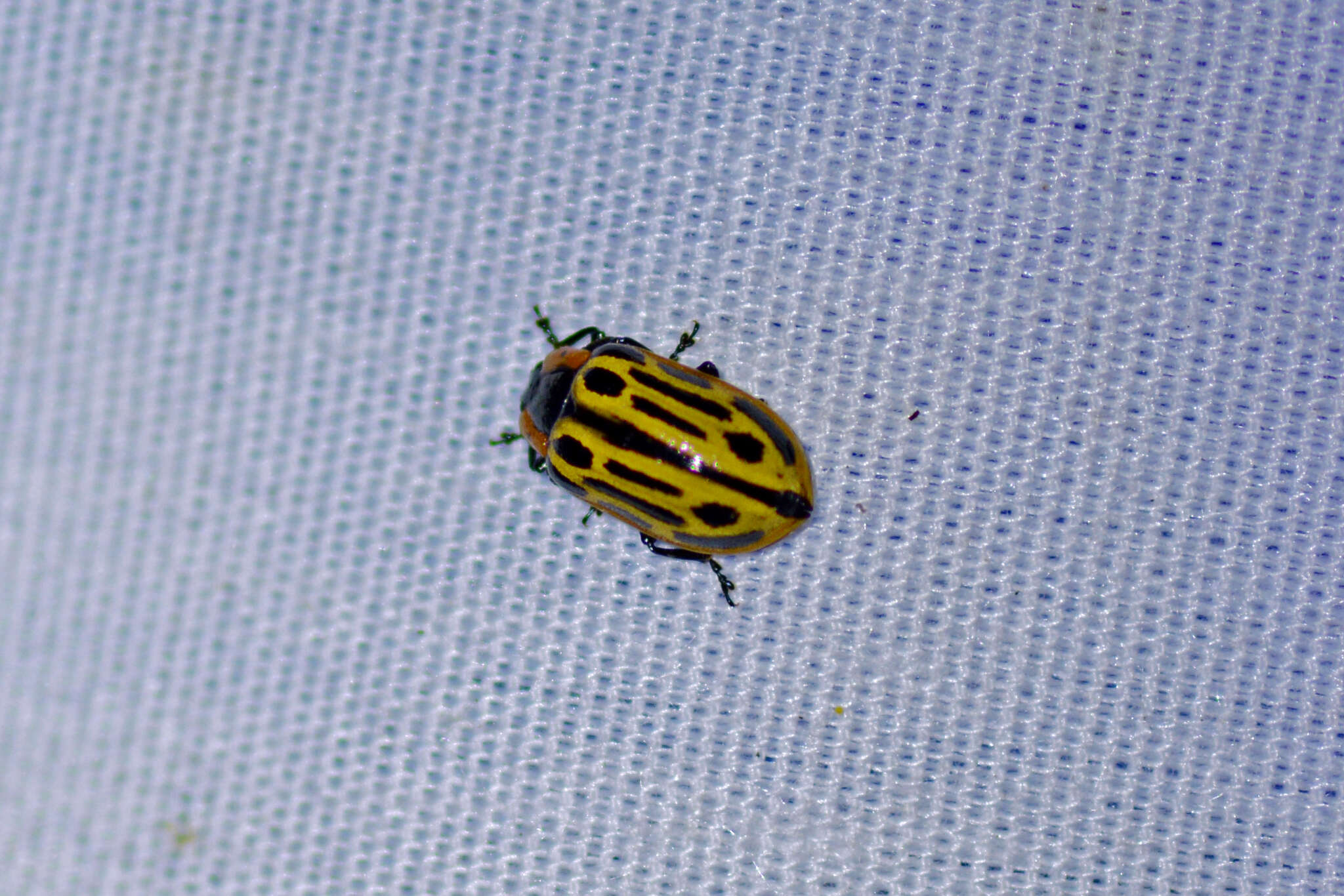 Image of Cottonwood Leaf Beetle