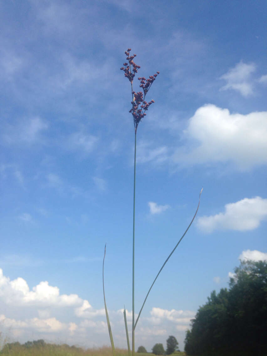 Image of bog rush