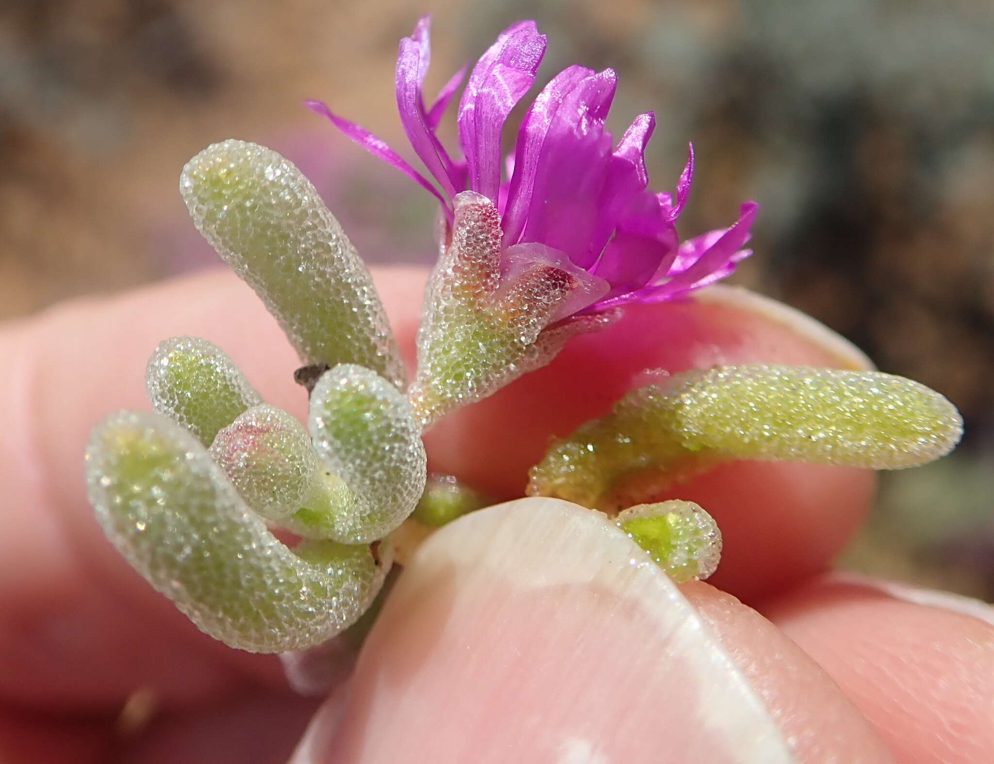 Imagem de Drosanthemum ramosissimum (Schltr.) L. Bol.