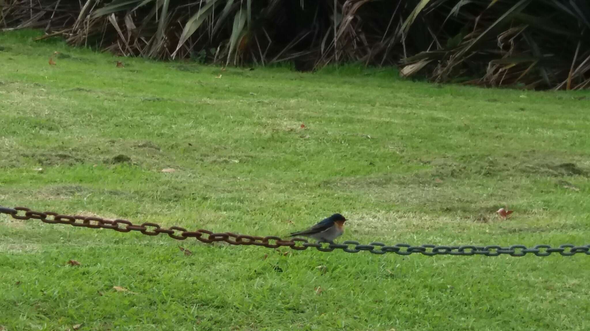 Imagem de Hirundo neoxena Gould 1842