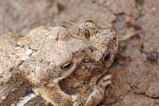 Image of African Dwarf Toad