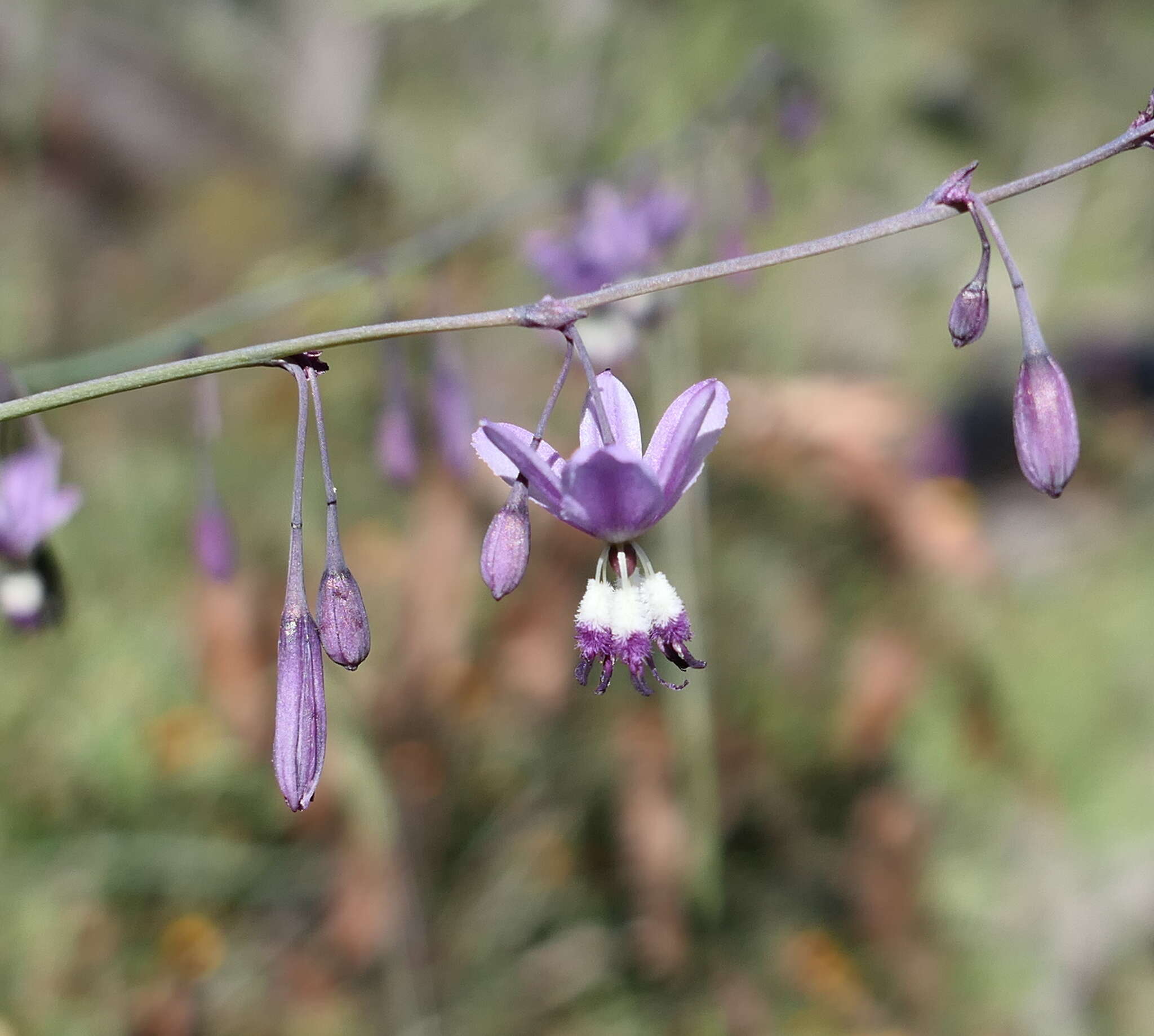 Image of Arthropodium milleflorum (Redouté) J. F. Macbr.