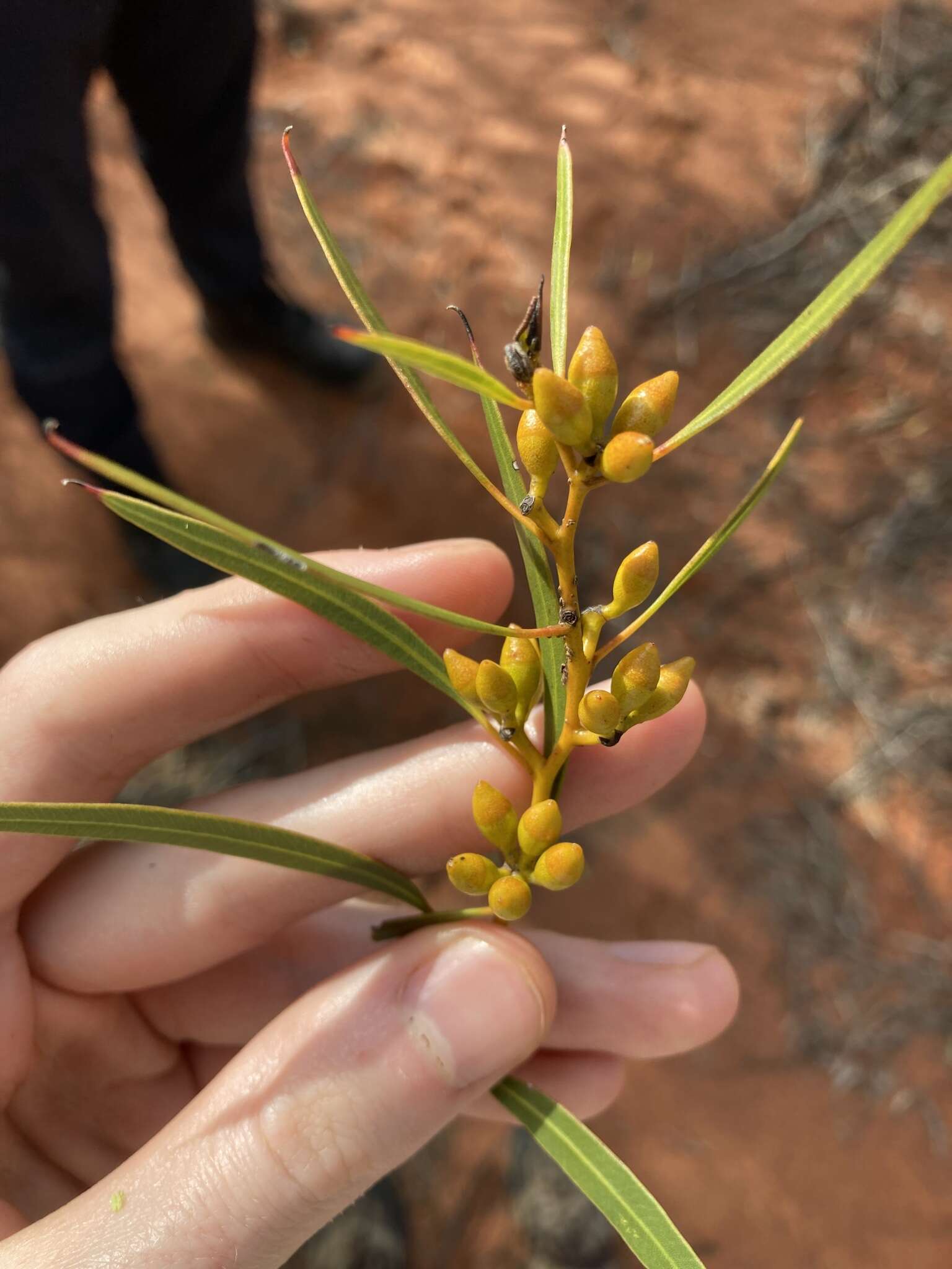 Image of Eucalyptus rigidula subsp. rigidula